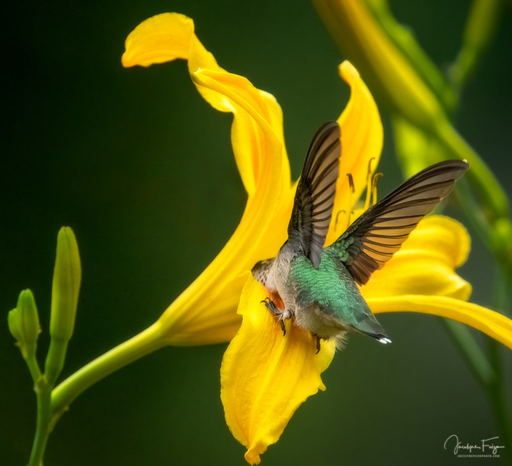 Colibri à gorge rubis