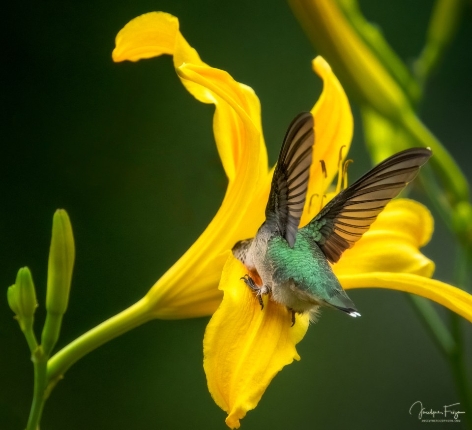 Colibri à gorge rubis