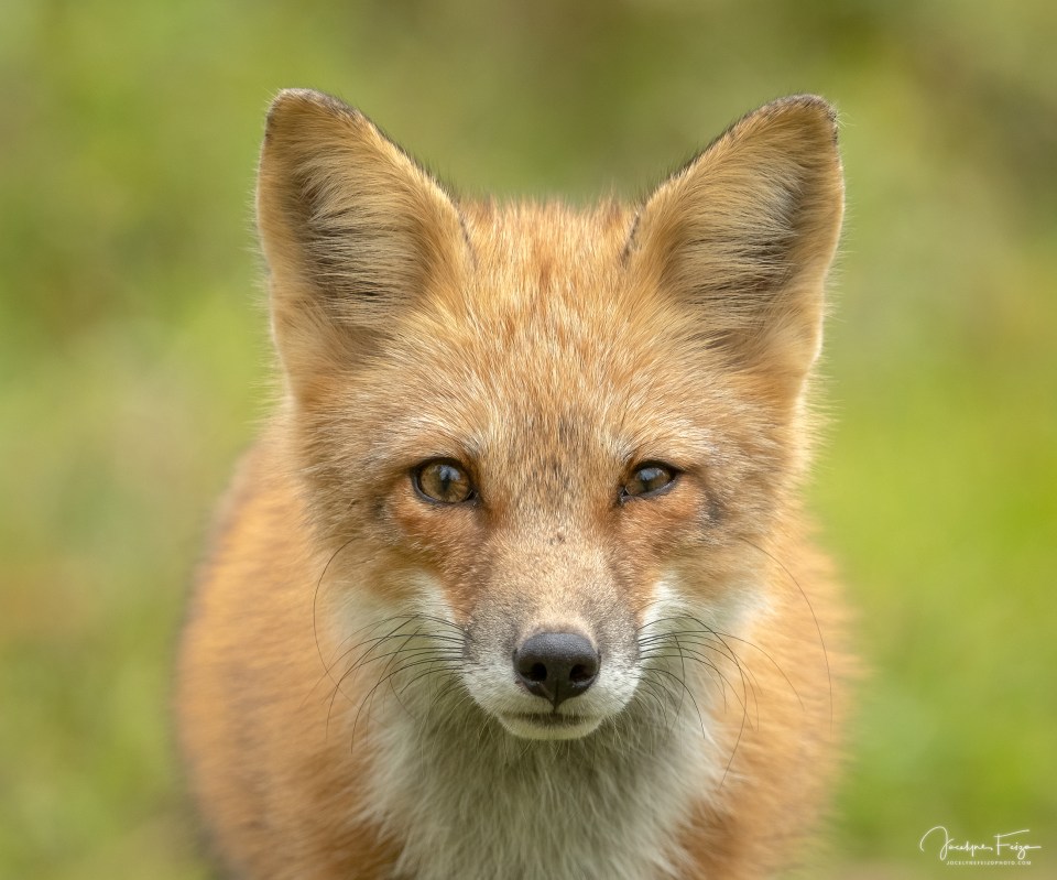 Renard roux