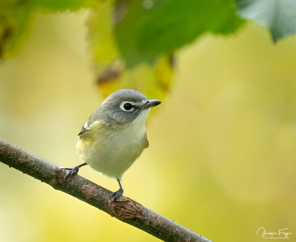 Viréo à tête bleue