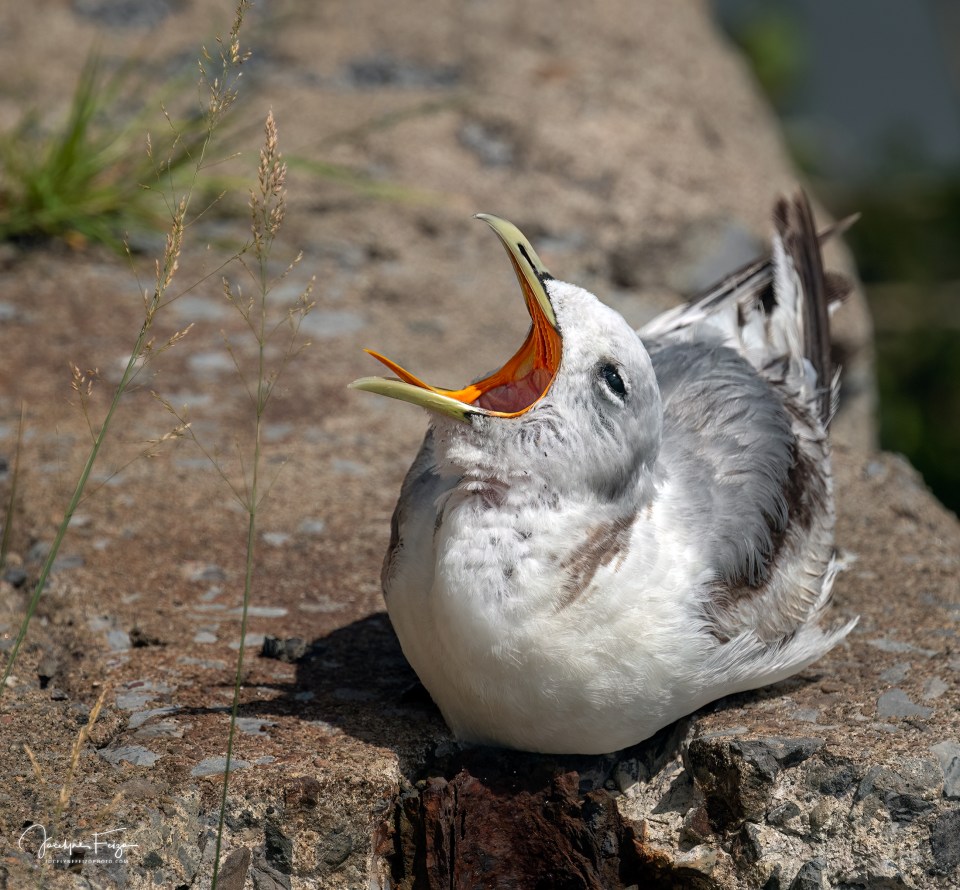 Mouette tridactyle