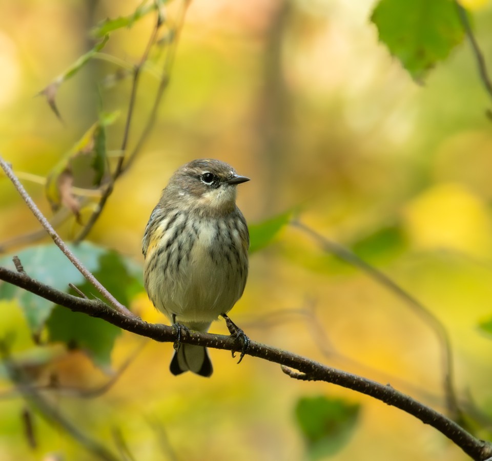 Paruline à croupion jaune