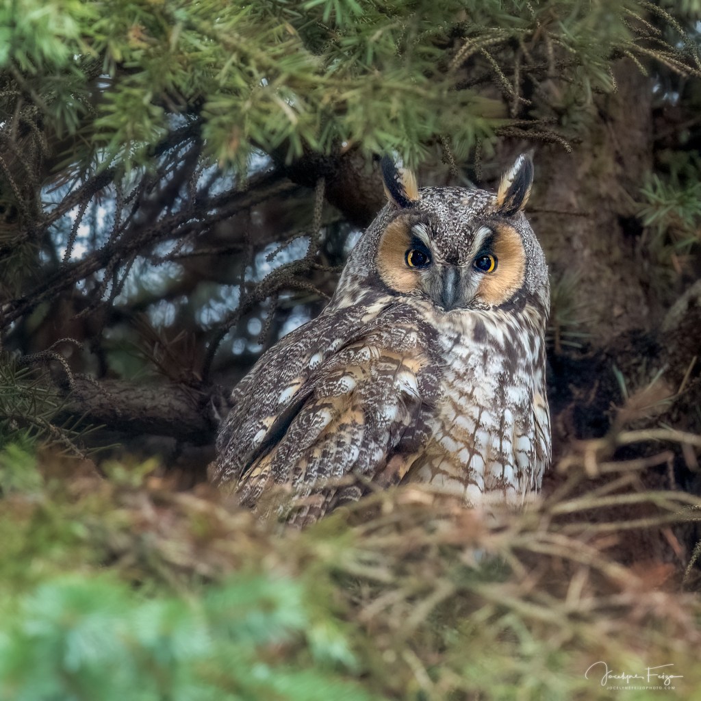 Hibou moyen-duc