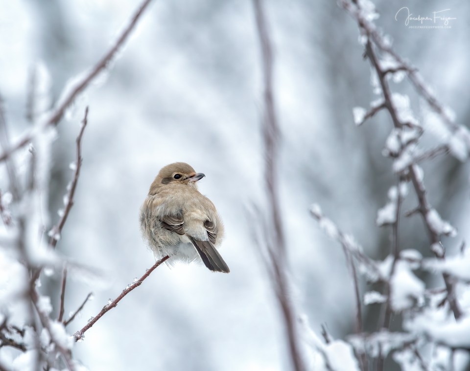Pie-grièche boréale