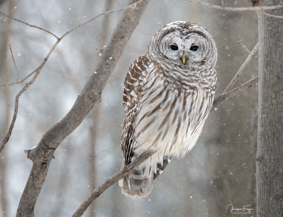 Chouette rayée