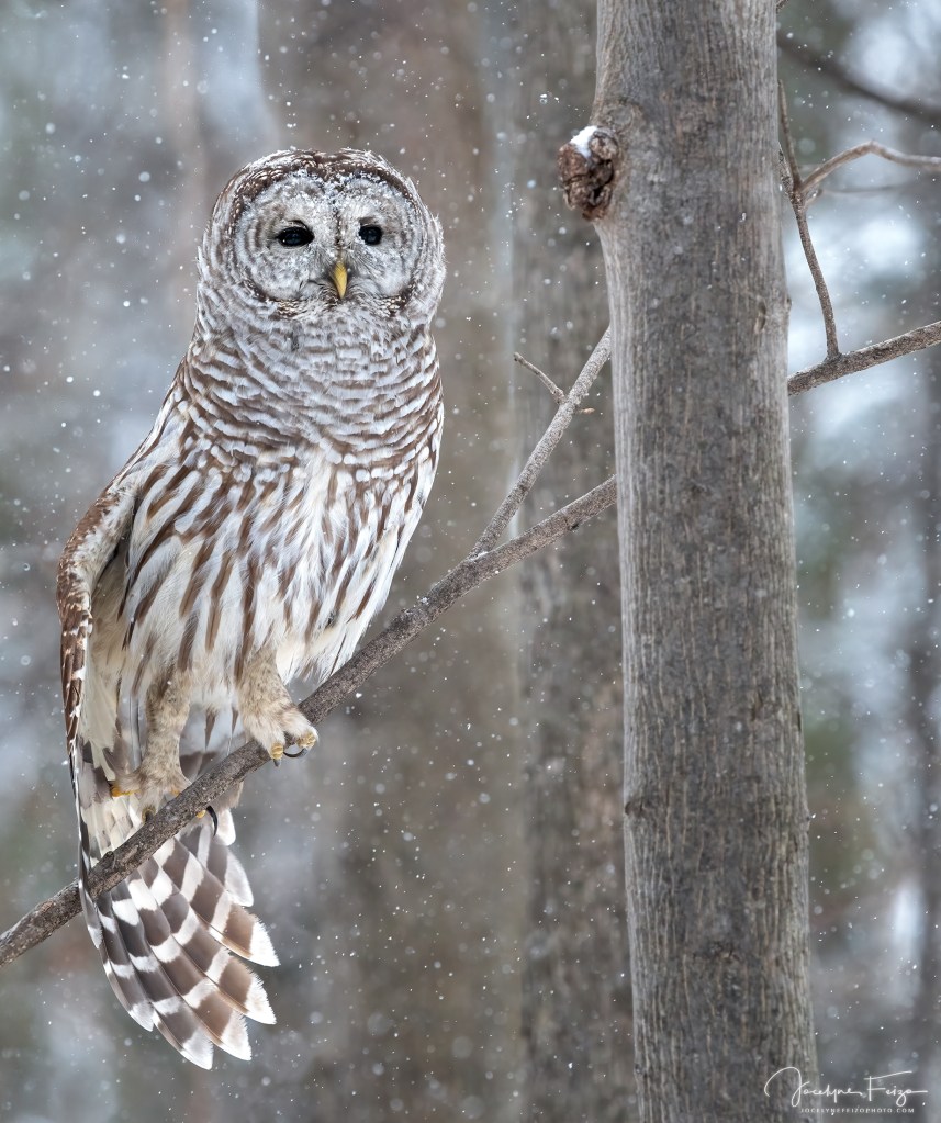Chouette rayée