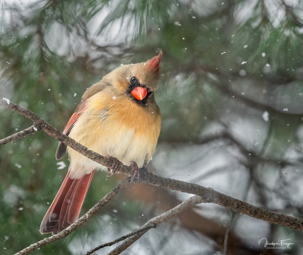 Cardinal rouge femelle