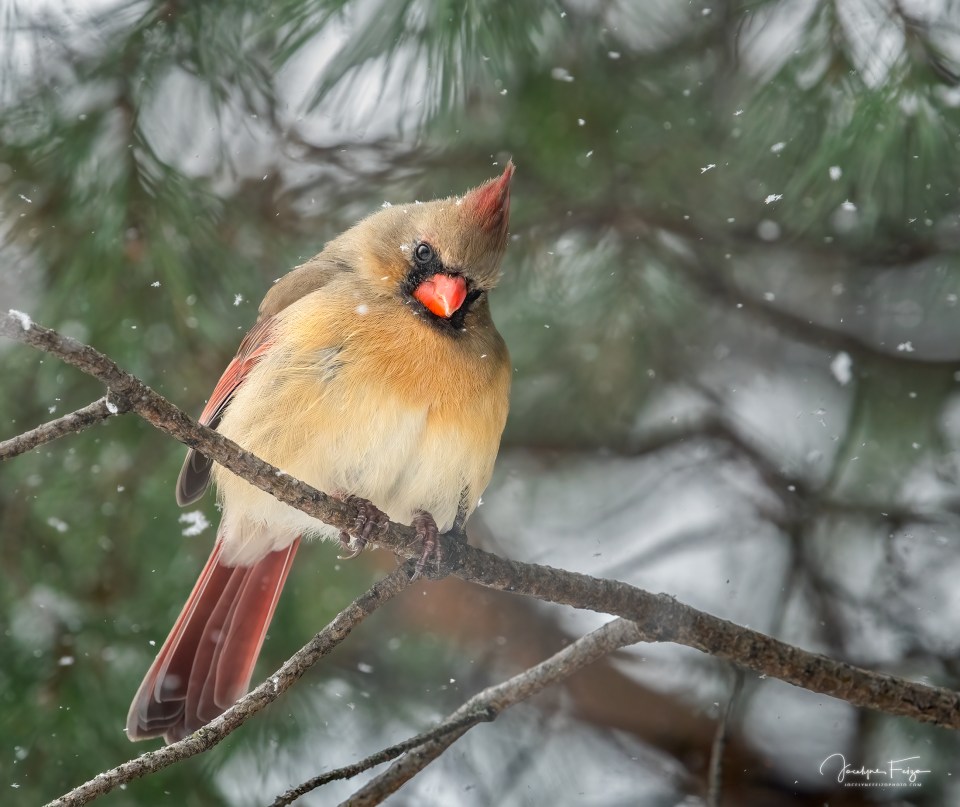 Cardinal rouge femelle