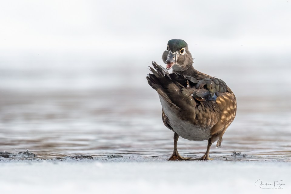 Canard branchu femelle