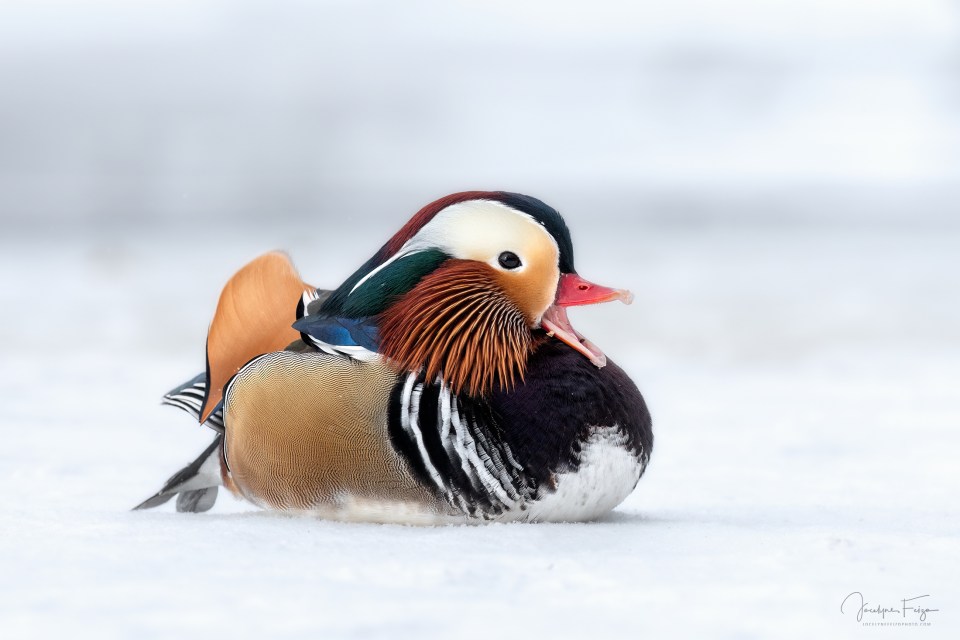 Canard mandarin