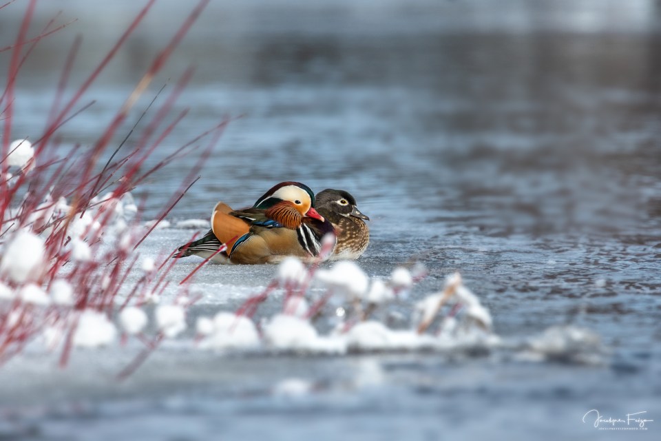 Canard mandarin et canard branchu femelle