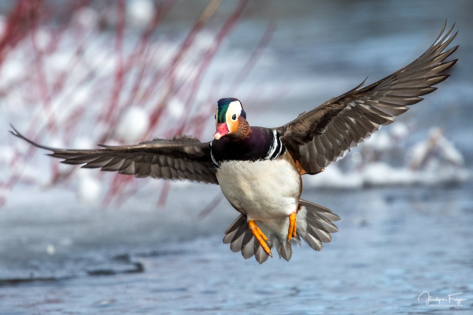 Canard mandarin