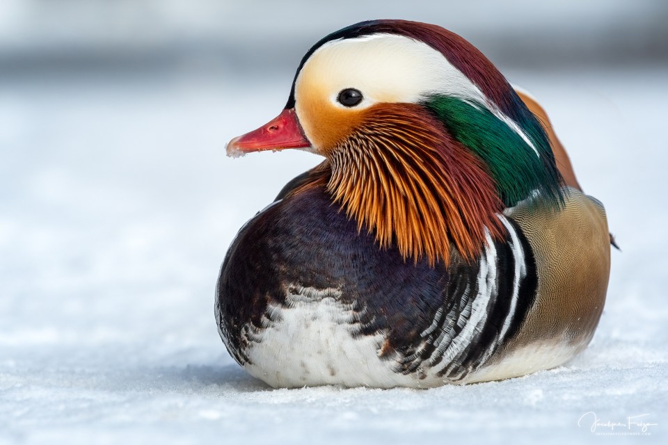 Canard mandarin