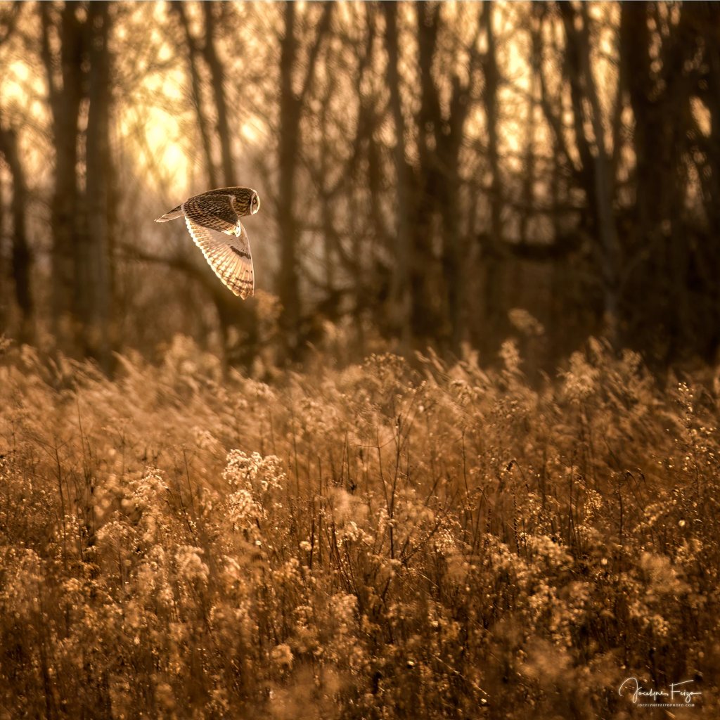 Hibou des marais