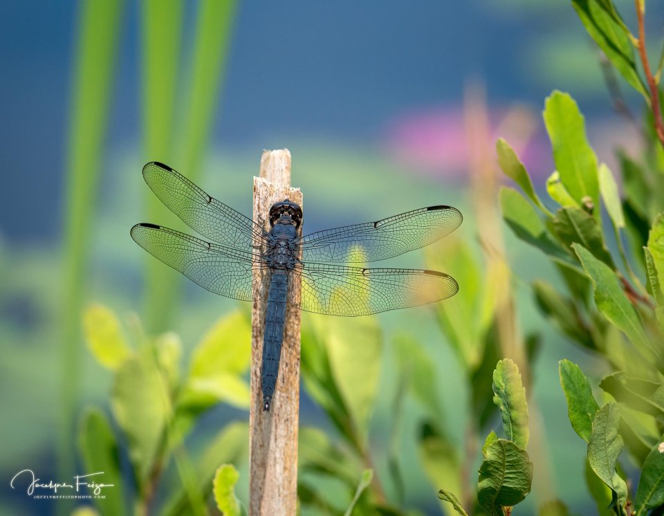 Libellule voluptueuse
