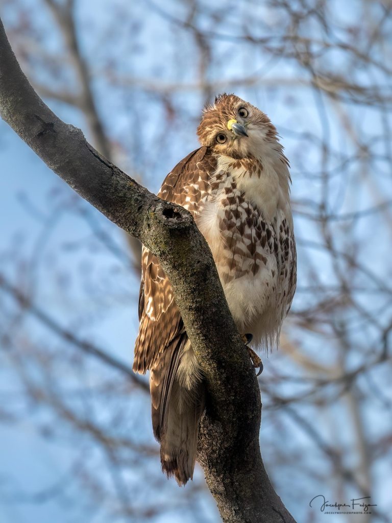 Buse à queue rousse