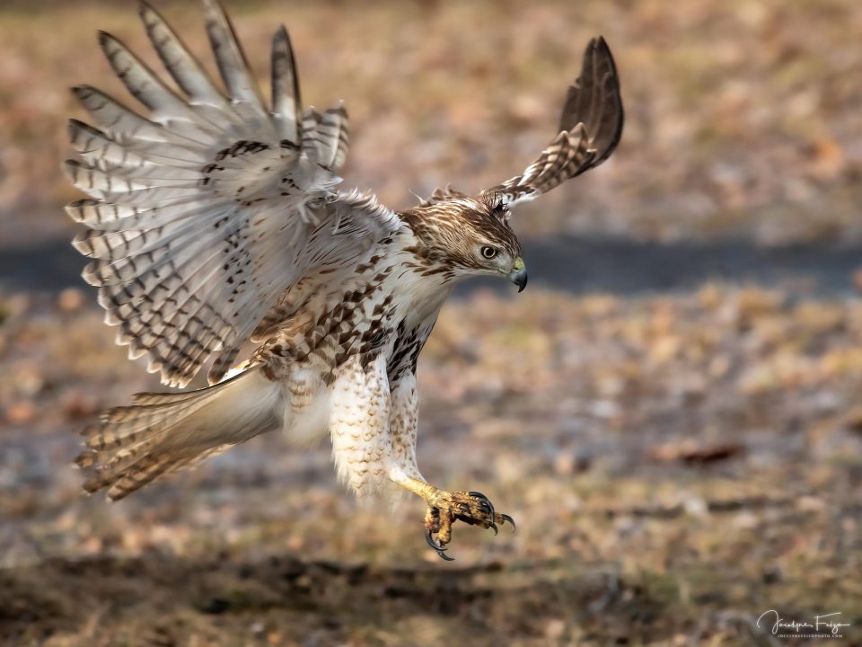 Buse à queue rousse