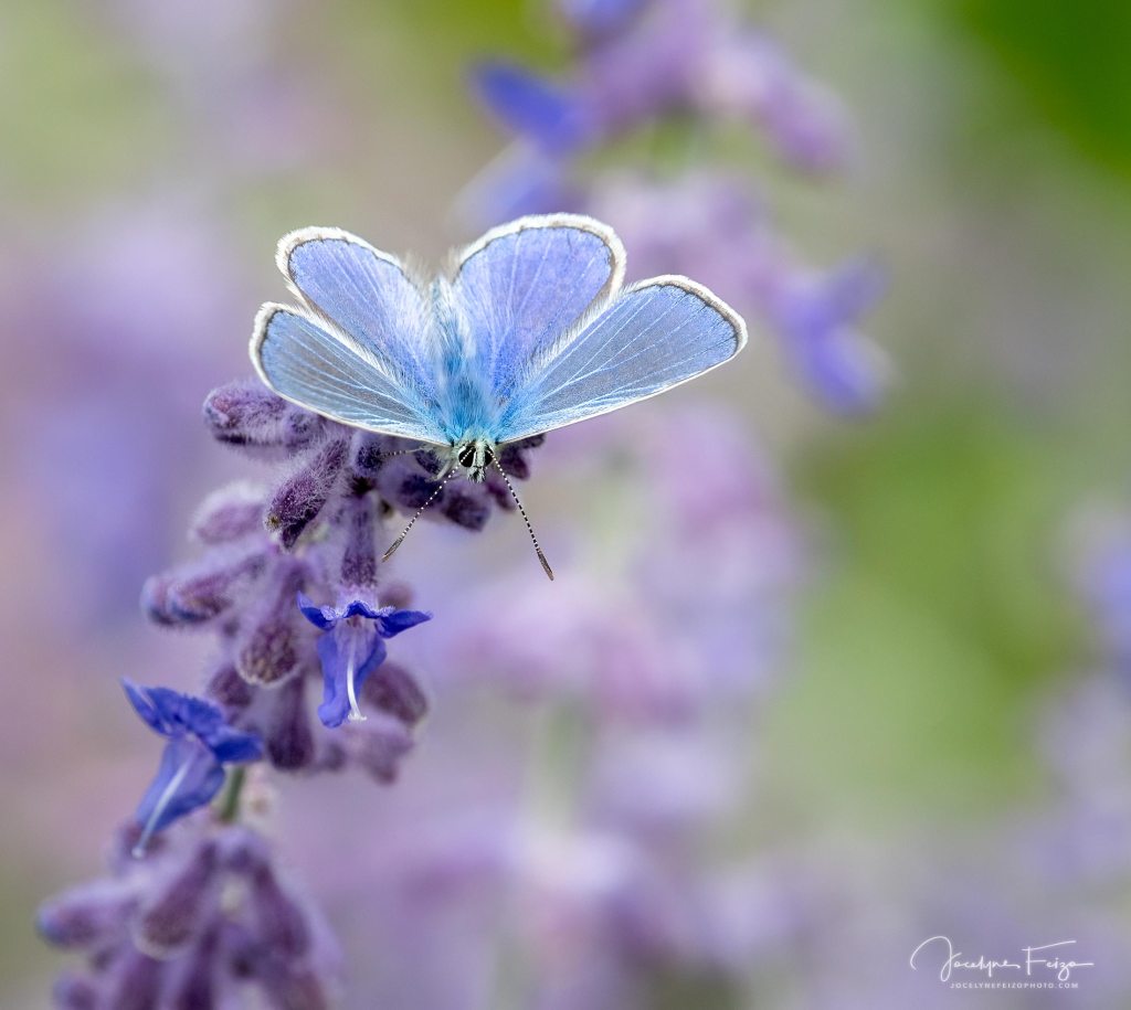 Bleu commun d'Europe