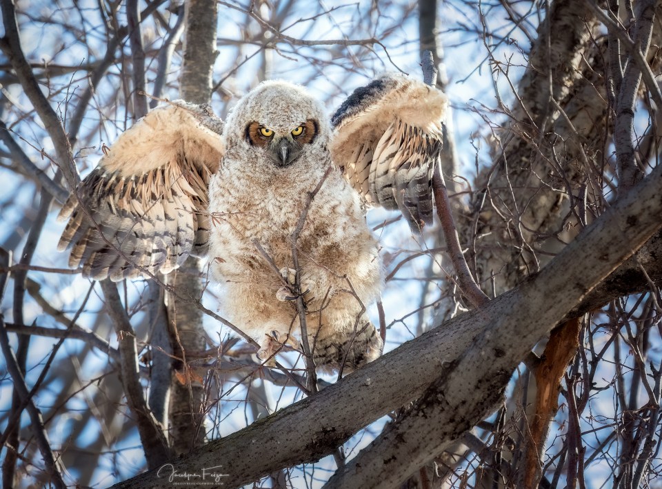 Grand-duc d’Amérique juvénile