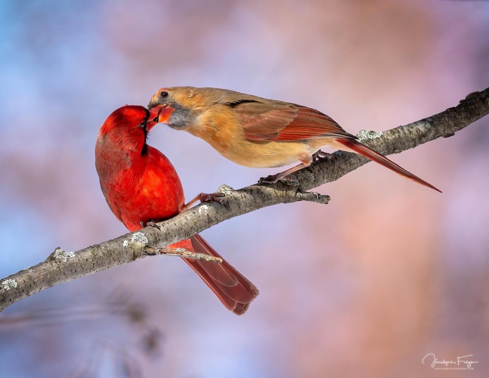 Cardinal rouge mâle et femele