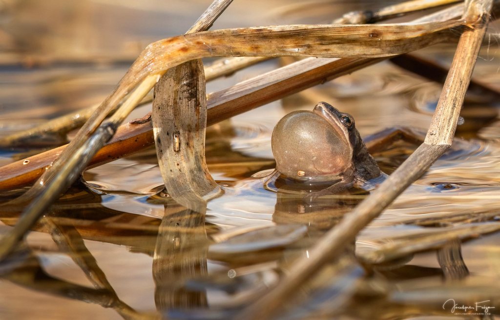 Rainette faux-grillon
