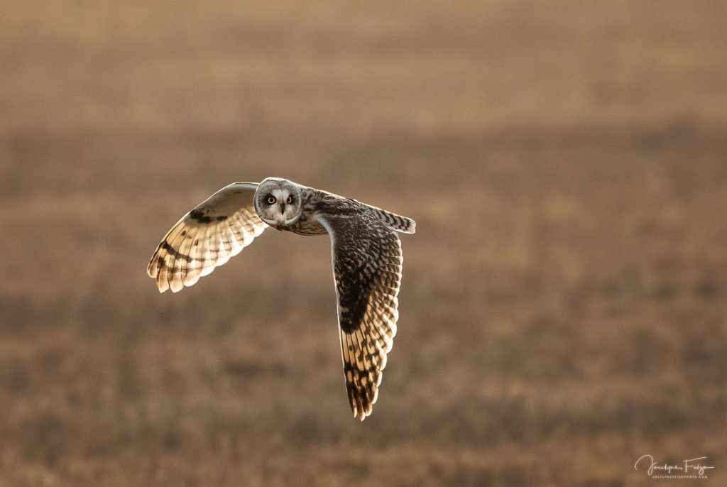 Hibou des marais