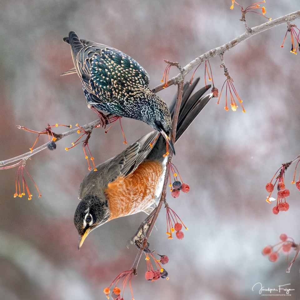 Étourneau sansonnet et merle d'Amérique