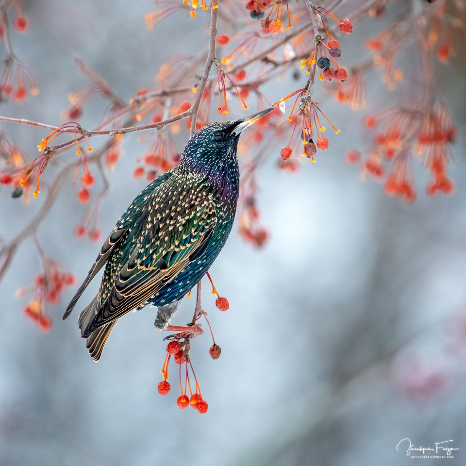 Étourneau sansonnet