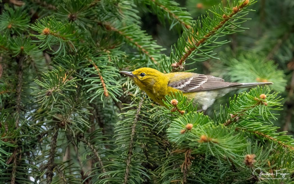 Paruline des pins