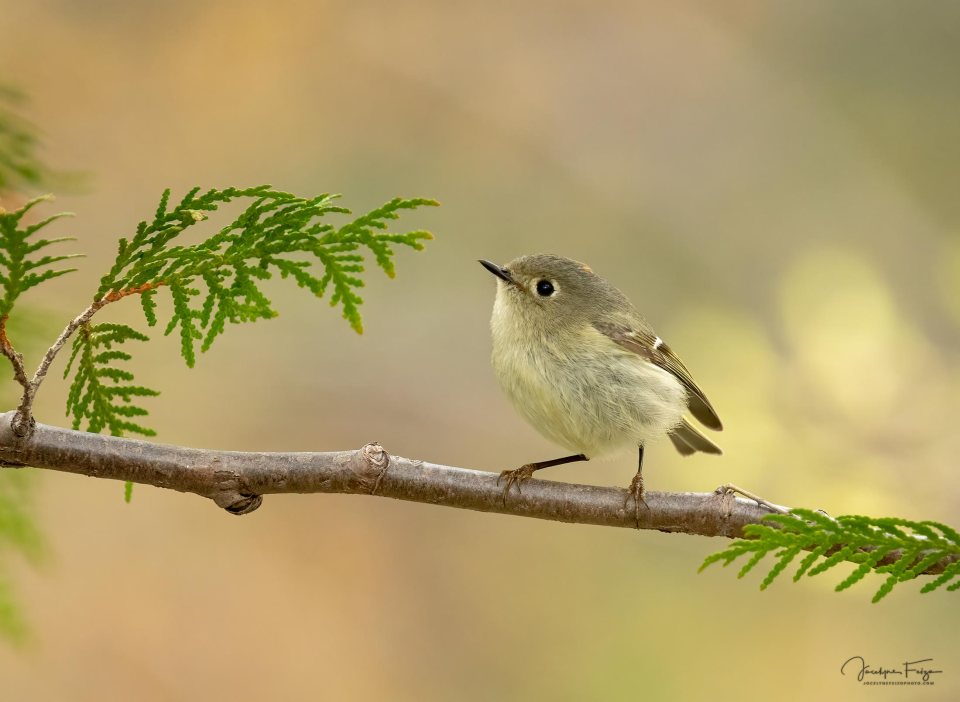 Roitelet à couronne rubis