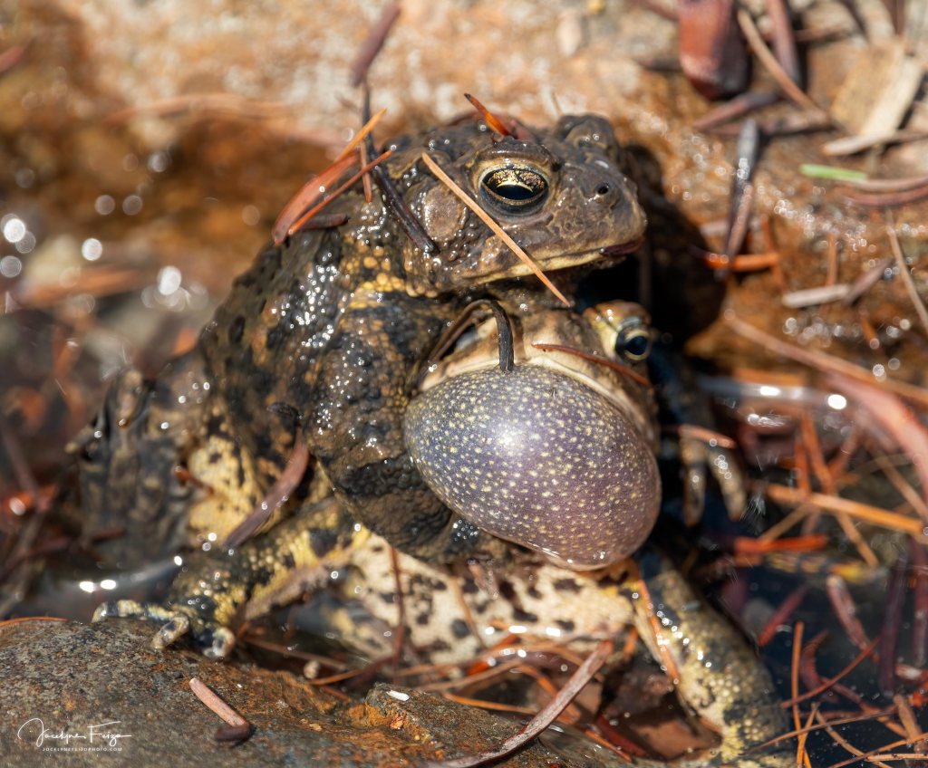 Tentative de meurtre chez les crapauds d'Amérique