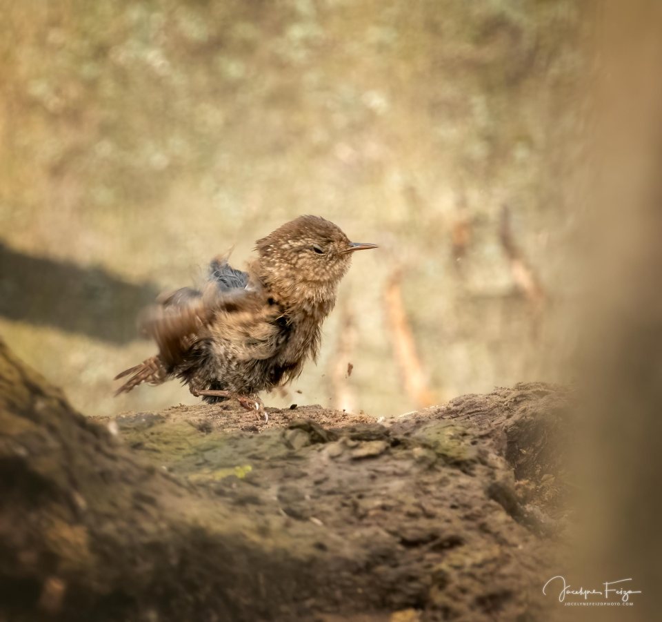 Troglodyte des forêts