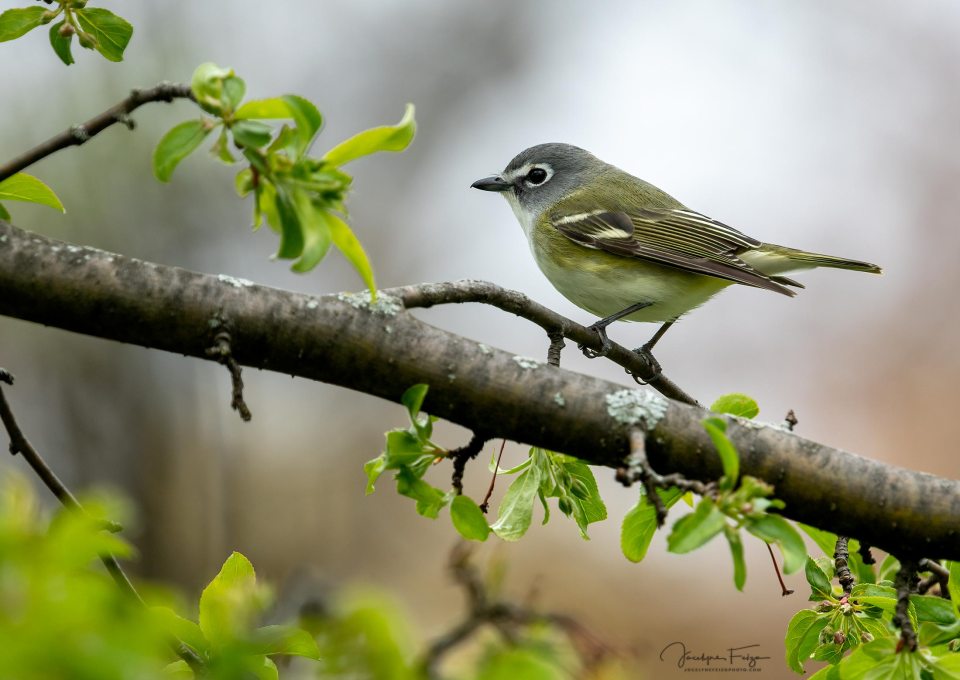 Viréo à tête bleue