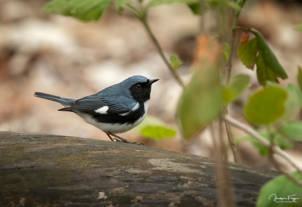 Paruline bleue