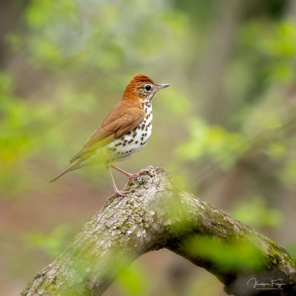 Grive des bois