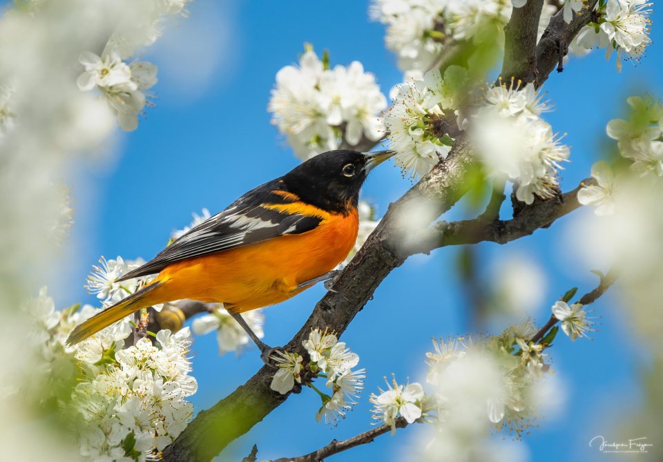 Oriole de Baltimore
