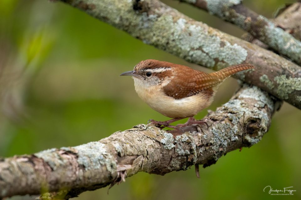 Troglodyte de Caroline