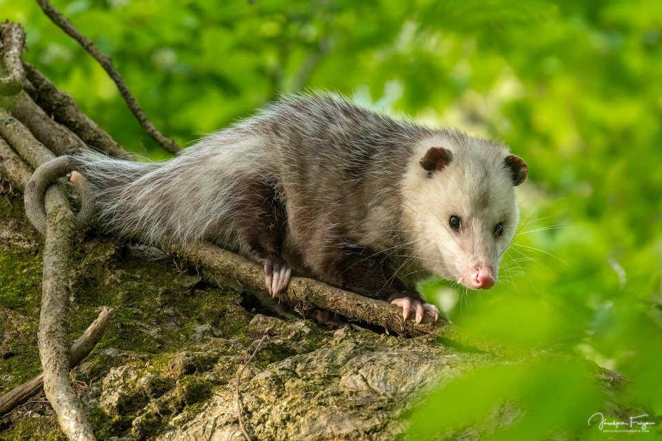 Opossum d'Amérique