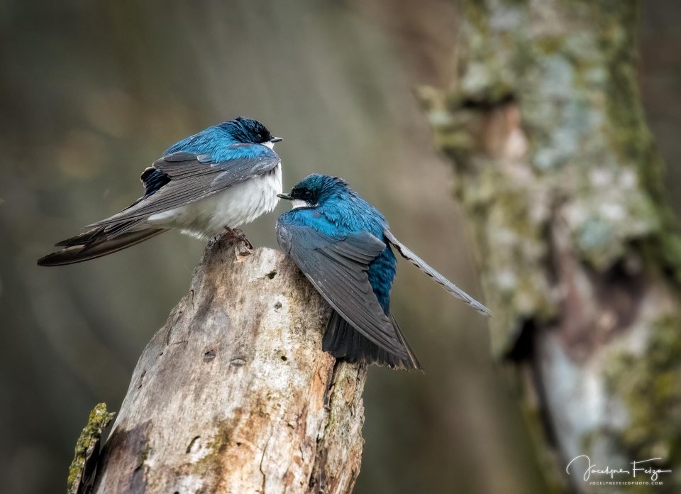Hirondelles bicolores