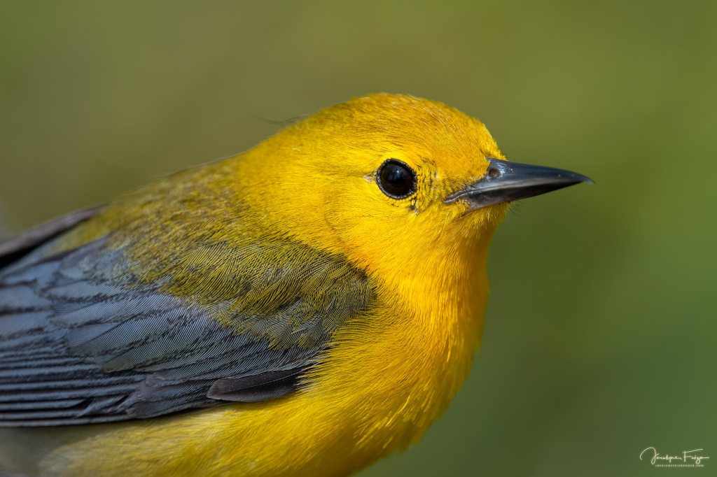 Paruline orangée