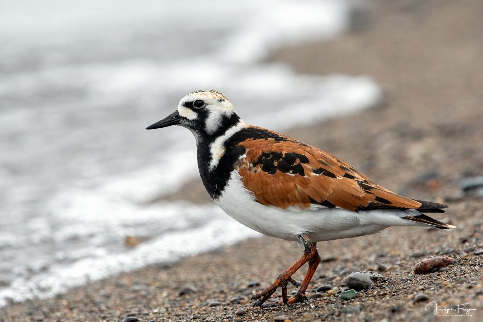Tournepierres à collier