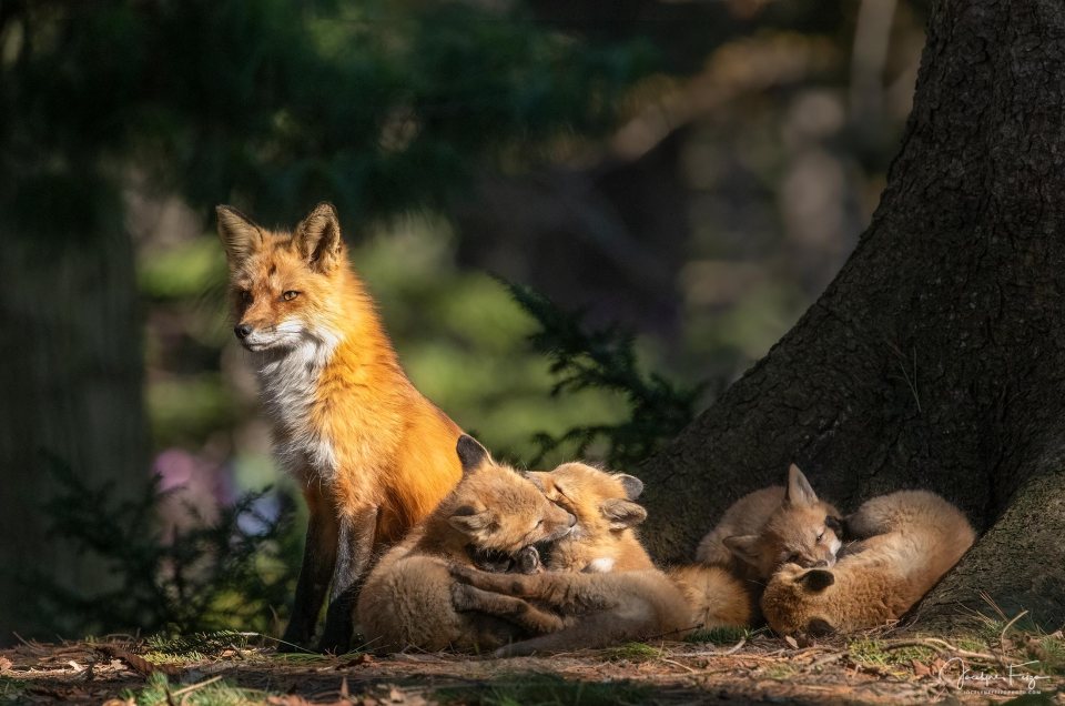 Les Roux - cuvée 2024