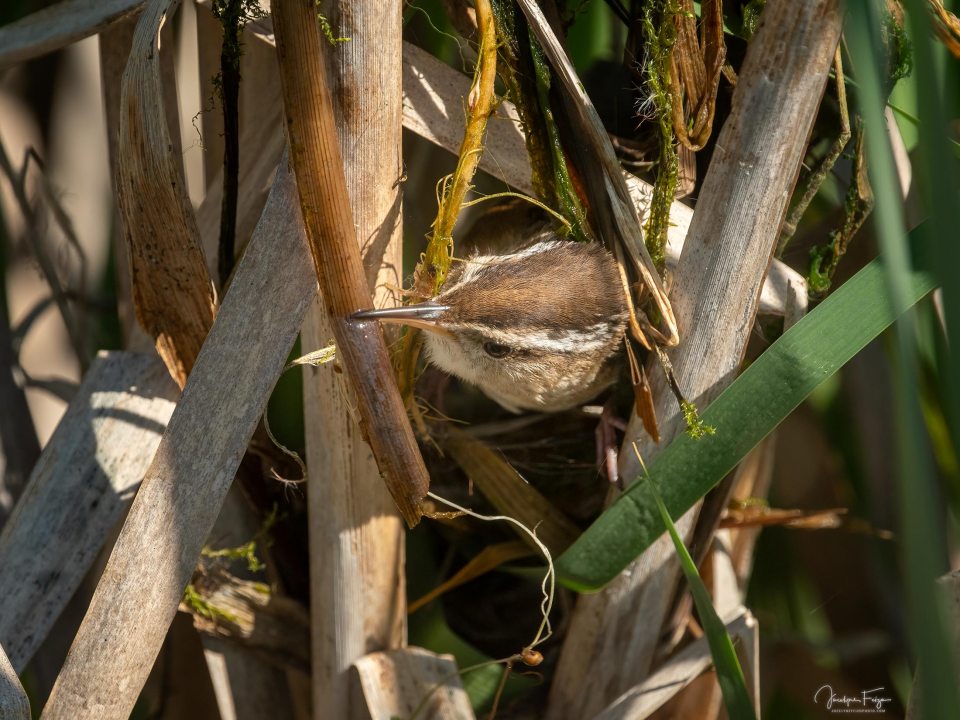 Troglodyte des marais