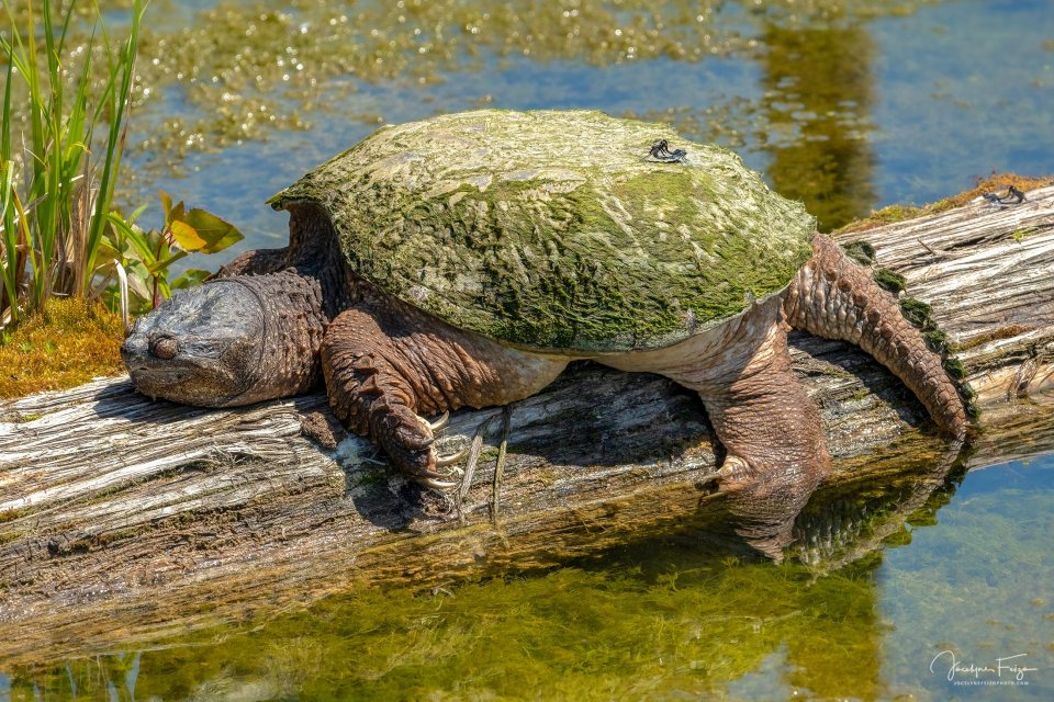 Accouplement de libellules sur carapace de serpentine