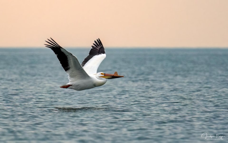 Pélican d'Amérique