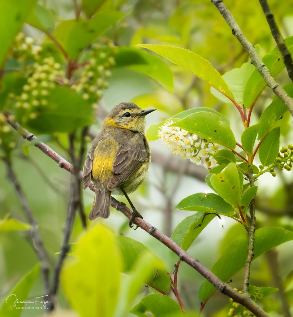 Paruline tigrée
