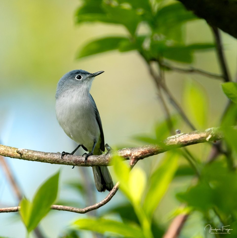 Gobemoucheron gris-bleu