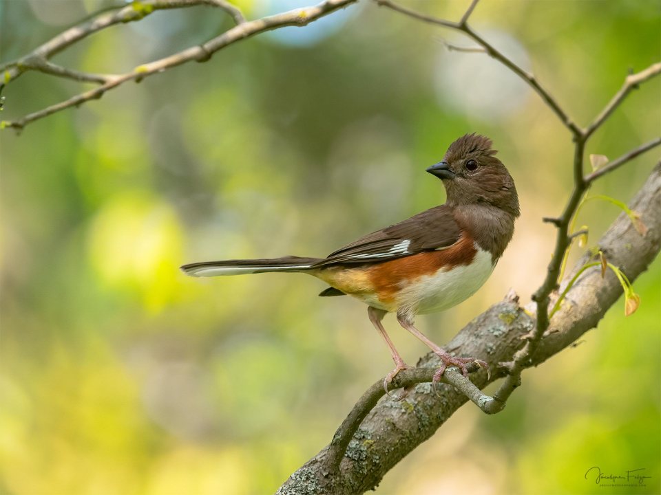 Tohi à flancs roux (femelle)