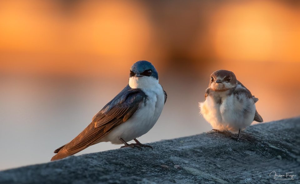 Hirondelles bicolores