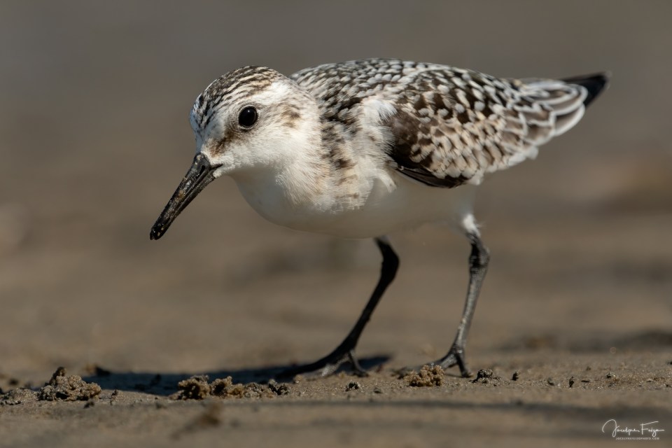 Bécasseau sanderling